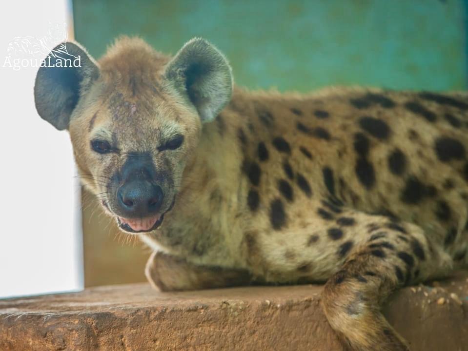 agoualand
