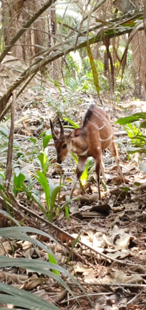 antilope sitatunga