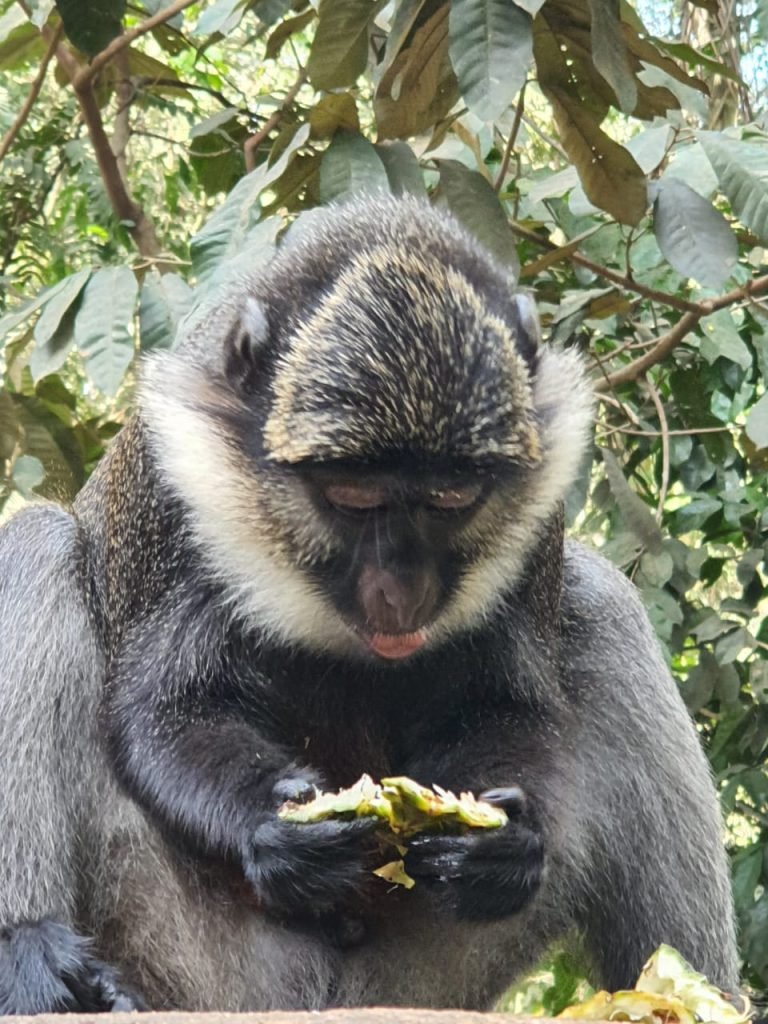sanctuaire des singes Bénin