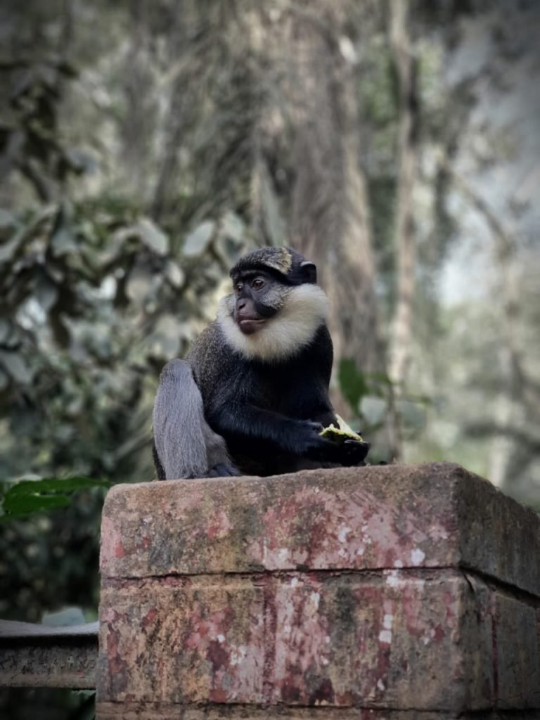 sanctuaire des singes - calavi