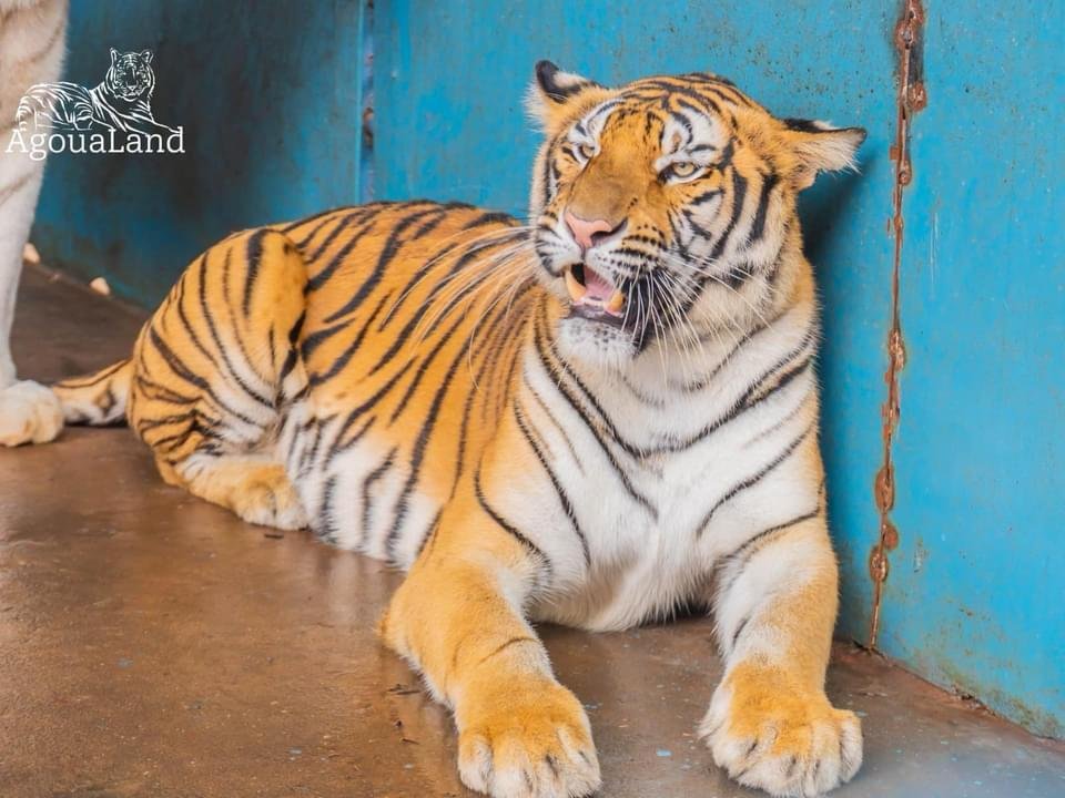tigre-agoualand